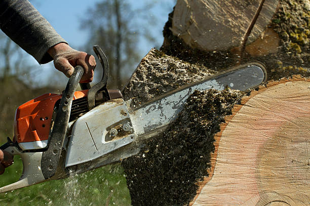 Best Stump Grinding Near Me  in Olmos Park, TX